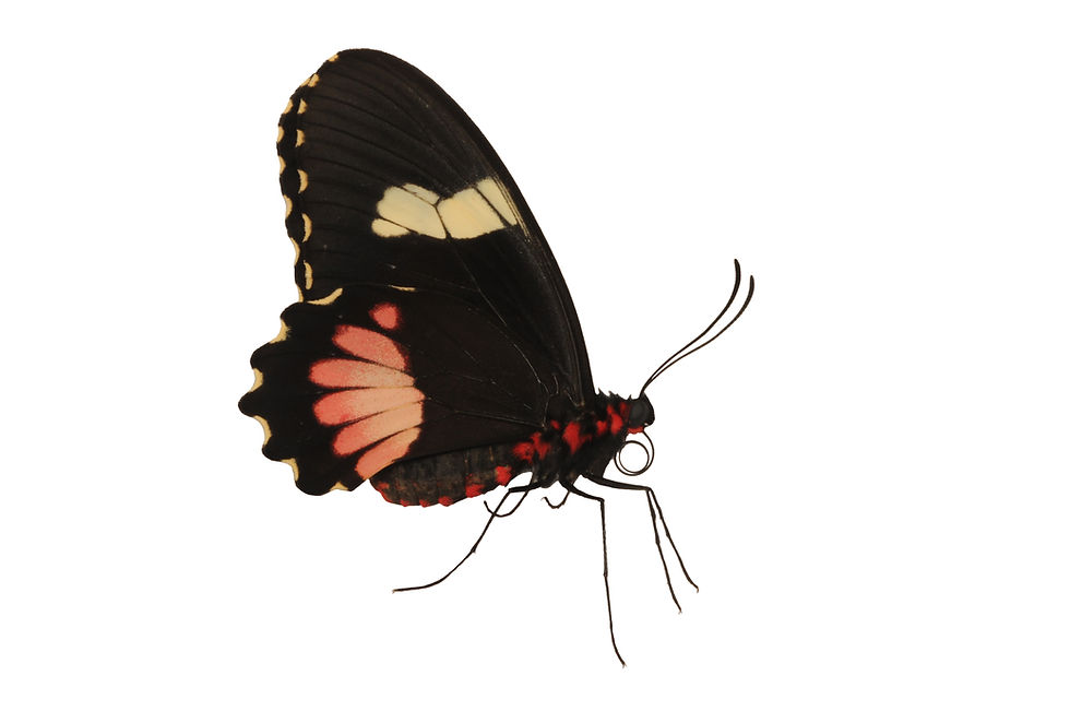 Thumbnail: Parides iphidamas