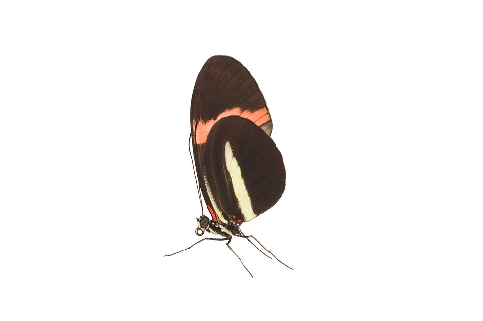 Thumbnail: Heliconius melpomene