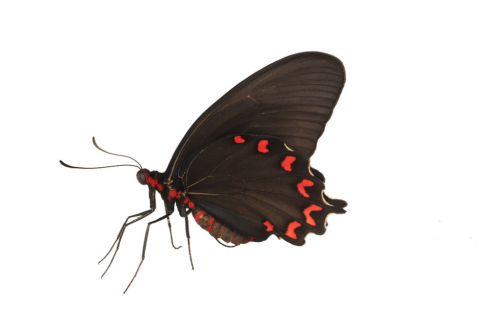 Thumbnail: Parides montezuma