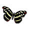 Catonephele_mexicana