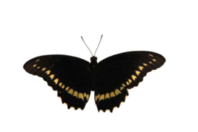 Battus polydamas