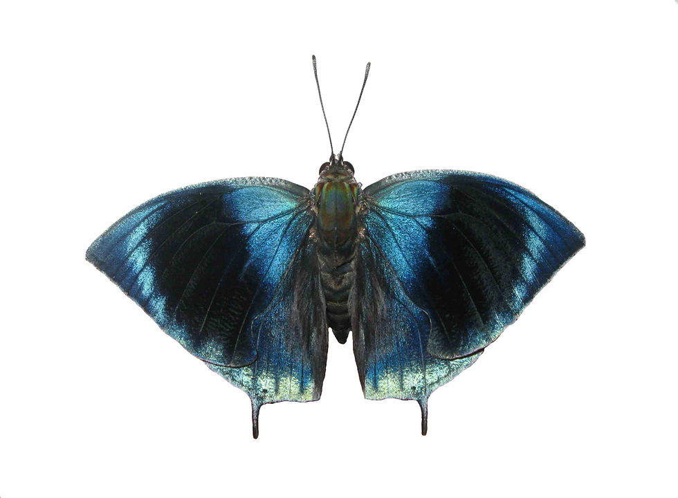Thumbnail: Memphis philumena indigotica