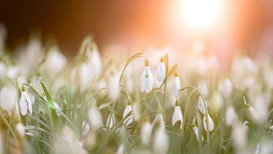 Informācija par Apzinātības Saulgriežu Meistarklasi