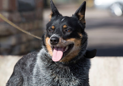 Slokas dzīvnieku patversme