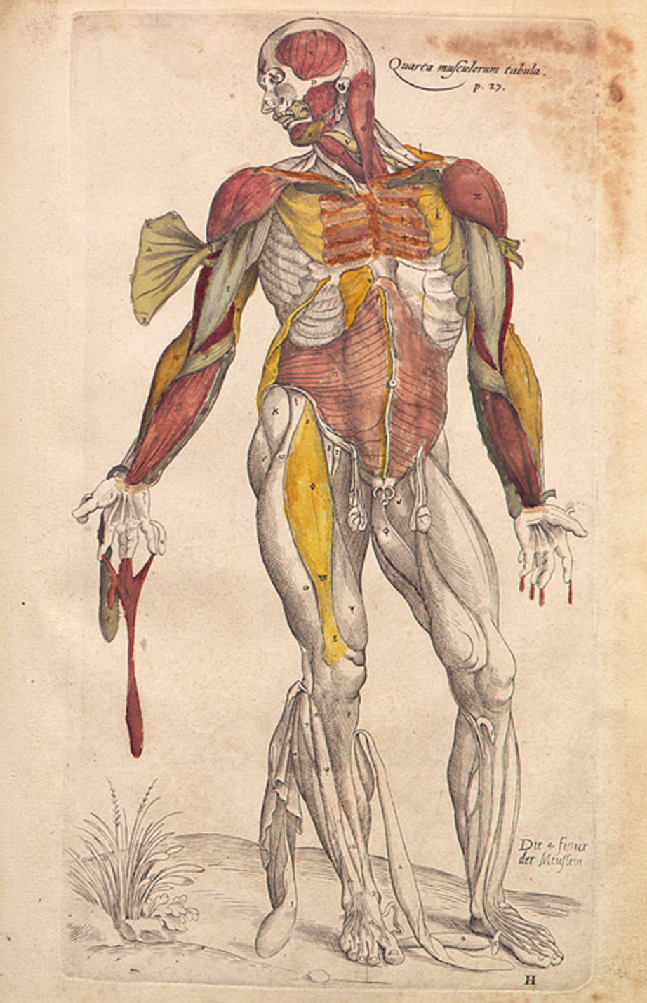 Vesalius illustration