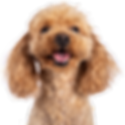 modern kedi ve köpek evi