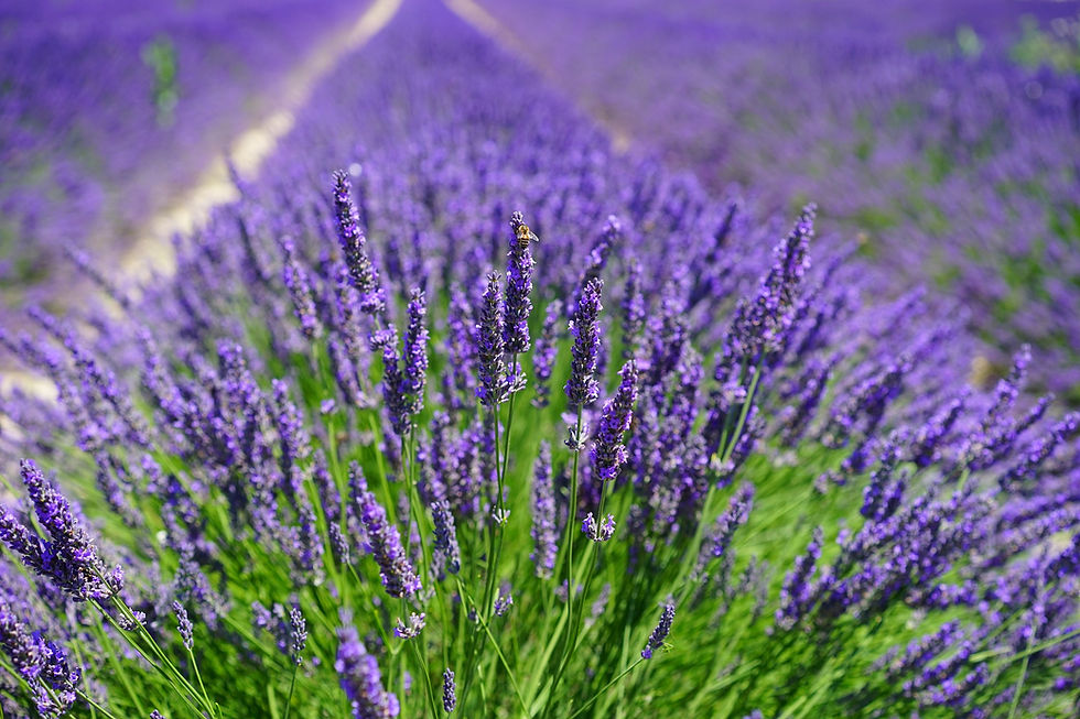 lavender-1595587_1920.jpg