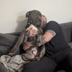 XL Bully Laws - Update