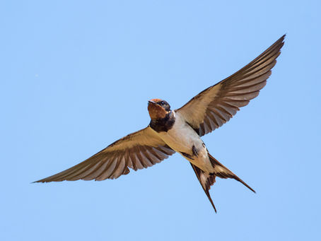 A Swallow Named Bill