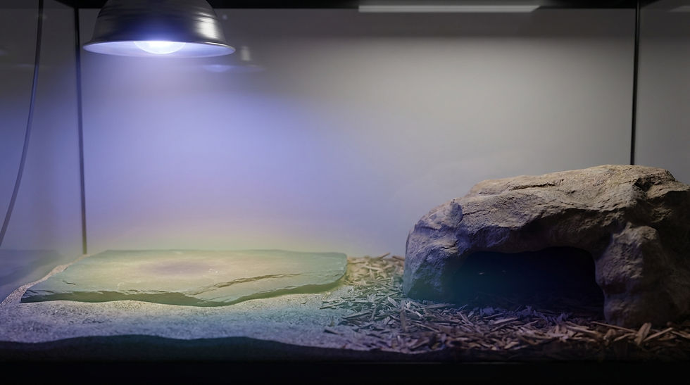 A reptile terrarium with a basking rock under a heat lamp, a cave on the right, and wood chip bedding. Soft, warm lighting.