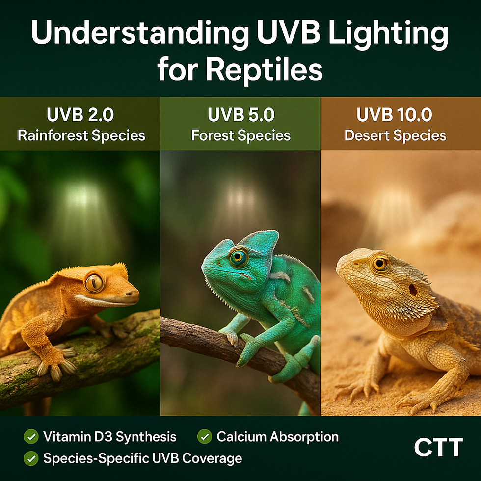 Understanding UVB Lighting for Reptiles