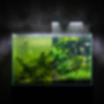 Split aquarium, left side murky green with algae, right side clear with plants and colorful fish. Bright light above.