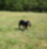 Dog enjoying off leash walking in a safe and secure dog walking facilty.