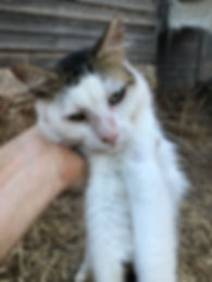 IMG_9402.jpeg