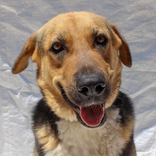 Aloe at Vrouva Farm, Aegina