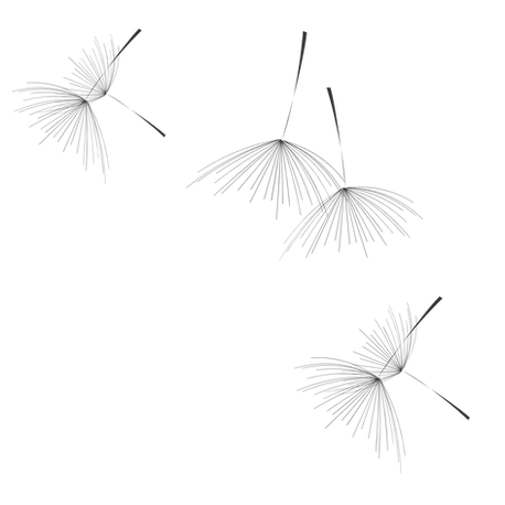 Dandelion Seeds