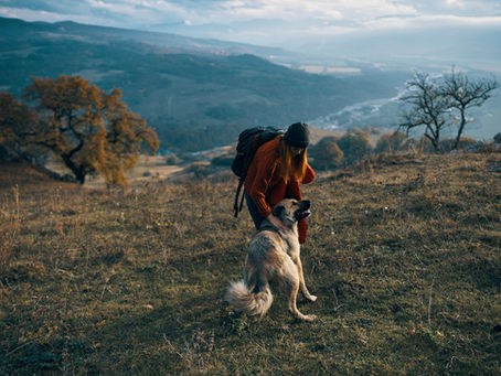 How to choose durable dog travel gear for Aussie conditions (and keep your mate comfy)