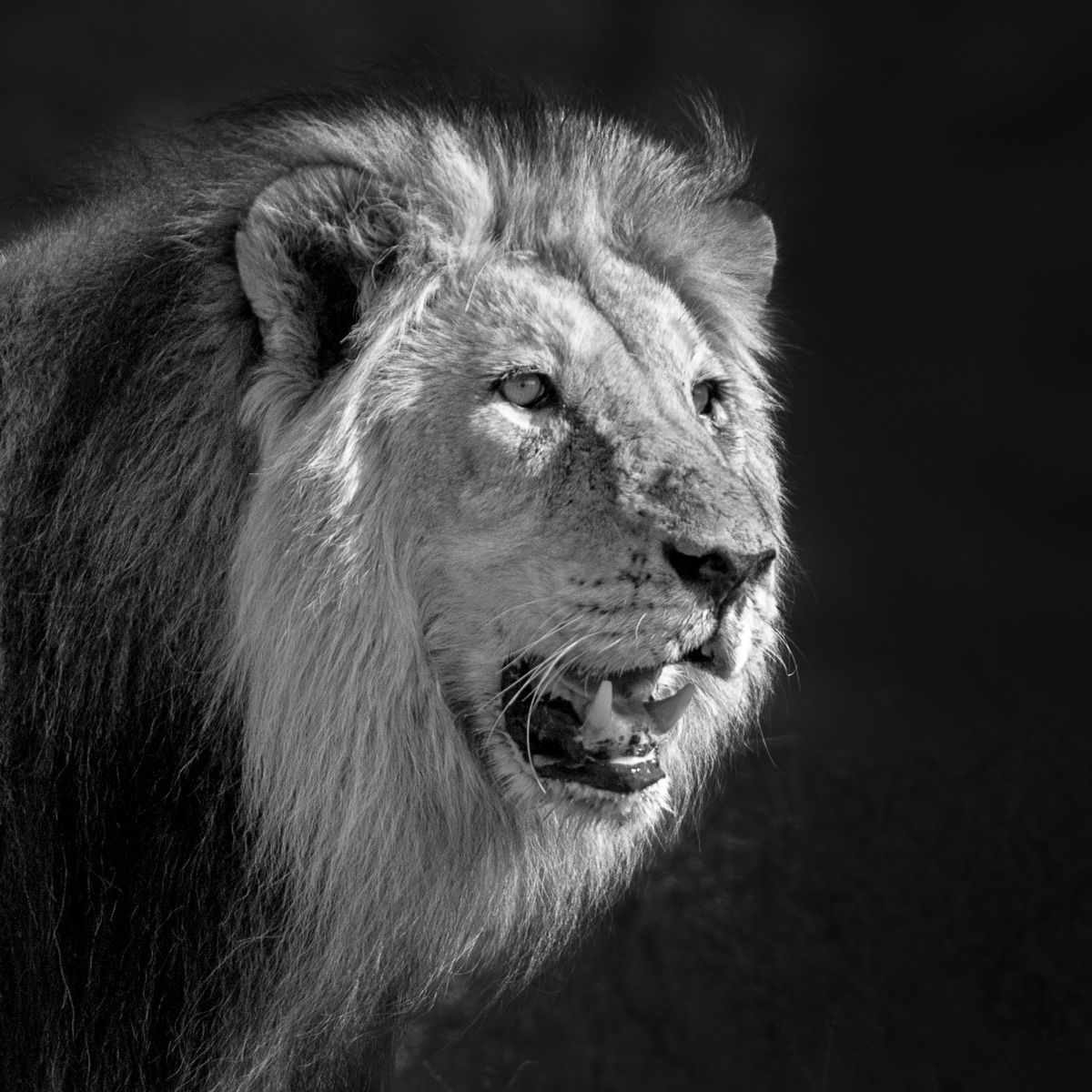 Leo Portrait Canvas Print