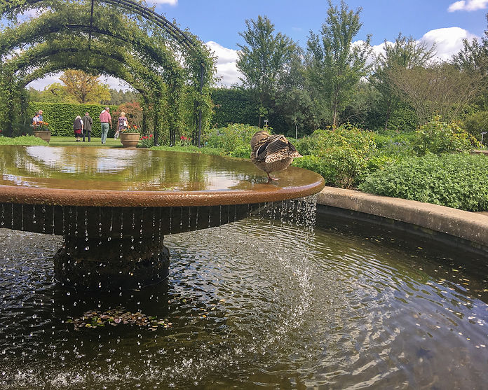 A duck pauses on the edge of a fountain at RHS Garden Wisley in Surrey. Framed by moving water, leafy arches and visitors wandering through the gardens, the photograph captures the easy pace of a quiet spring afternoon.
