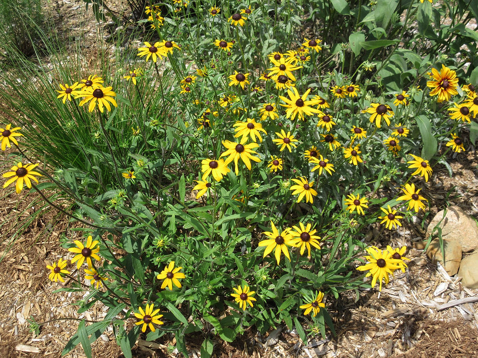Thumbnail: Black-eyed Susan