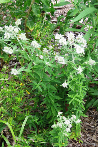 Hairy Mountain Mint | Local Native Plants