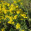 Thumbnail: Stiff Goldenrod