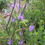 Thumbnail: Hoary Vervain