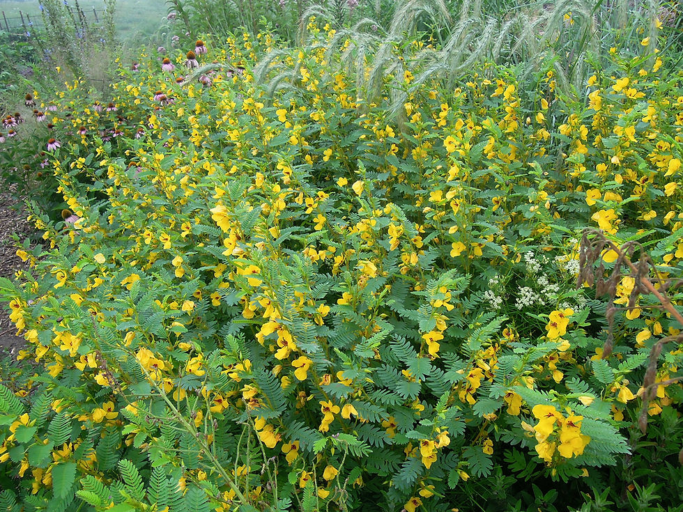 Thumbnail: Partridge Pea
