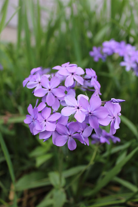 Wild Blue Phlox | Local Native Plants