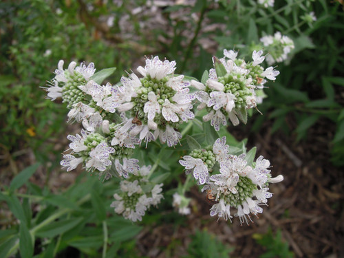 新品BY.MUHL Muhly バイミュリー　ホワイトクリーム5g Hairy Mountain Mint | Local Native Plants