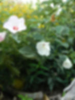 Thumbnail: Rose Mallow