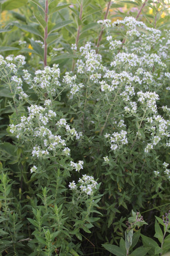 Hairy Mountain Mint | Local Native Plants