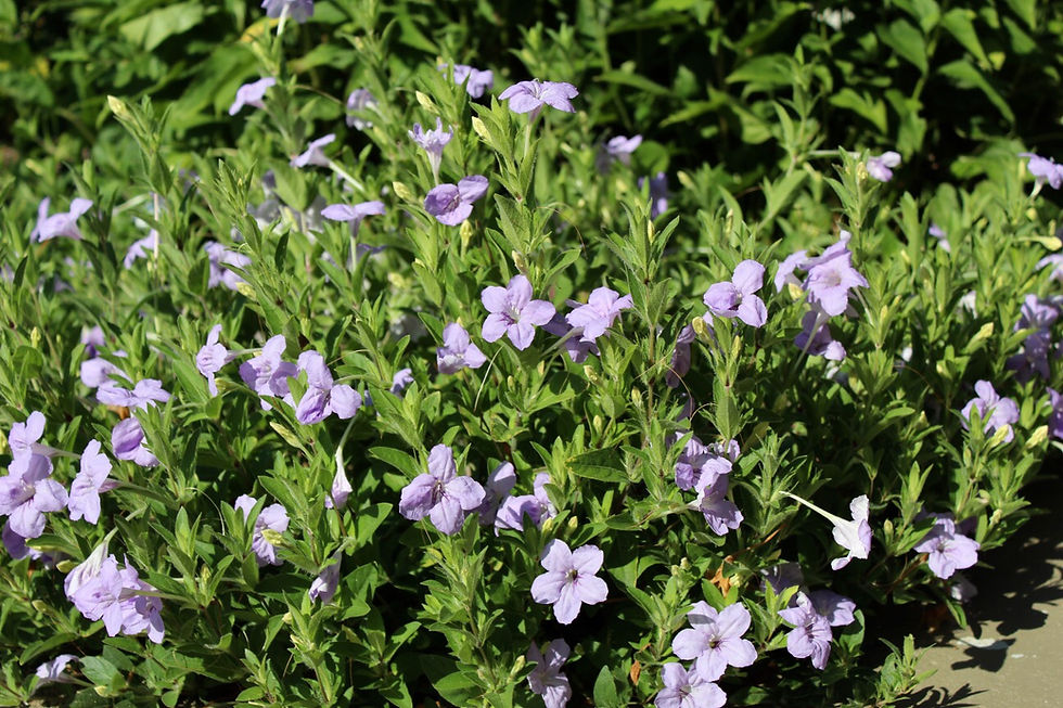 Thumbnail: Wild Petunia