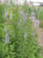 Thumbnail: American Bellflower