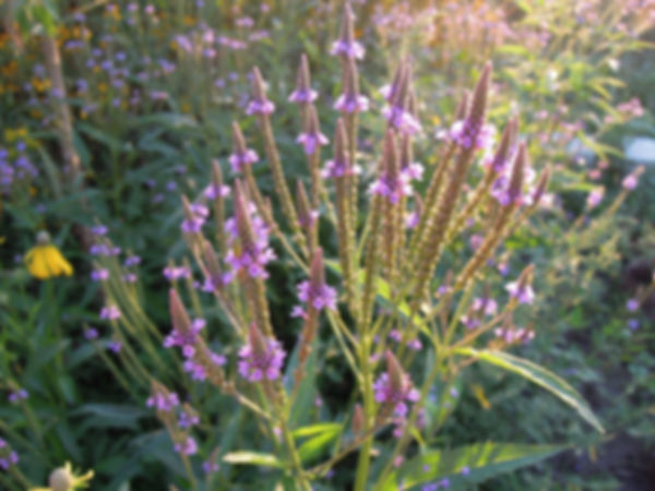 Blue Vervain
