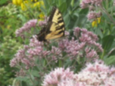 Sweet Joe-Pye-Weed