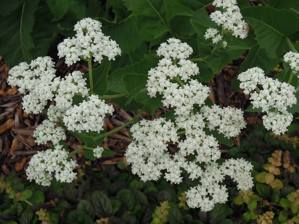 Thumbnail: Wild Quinine
