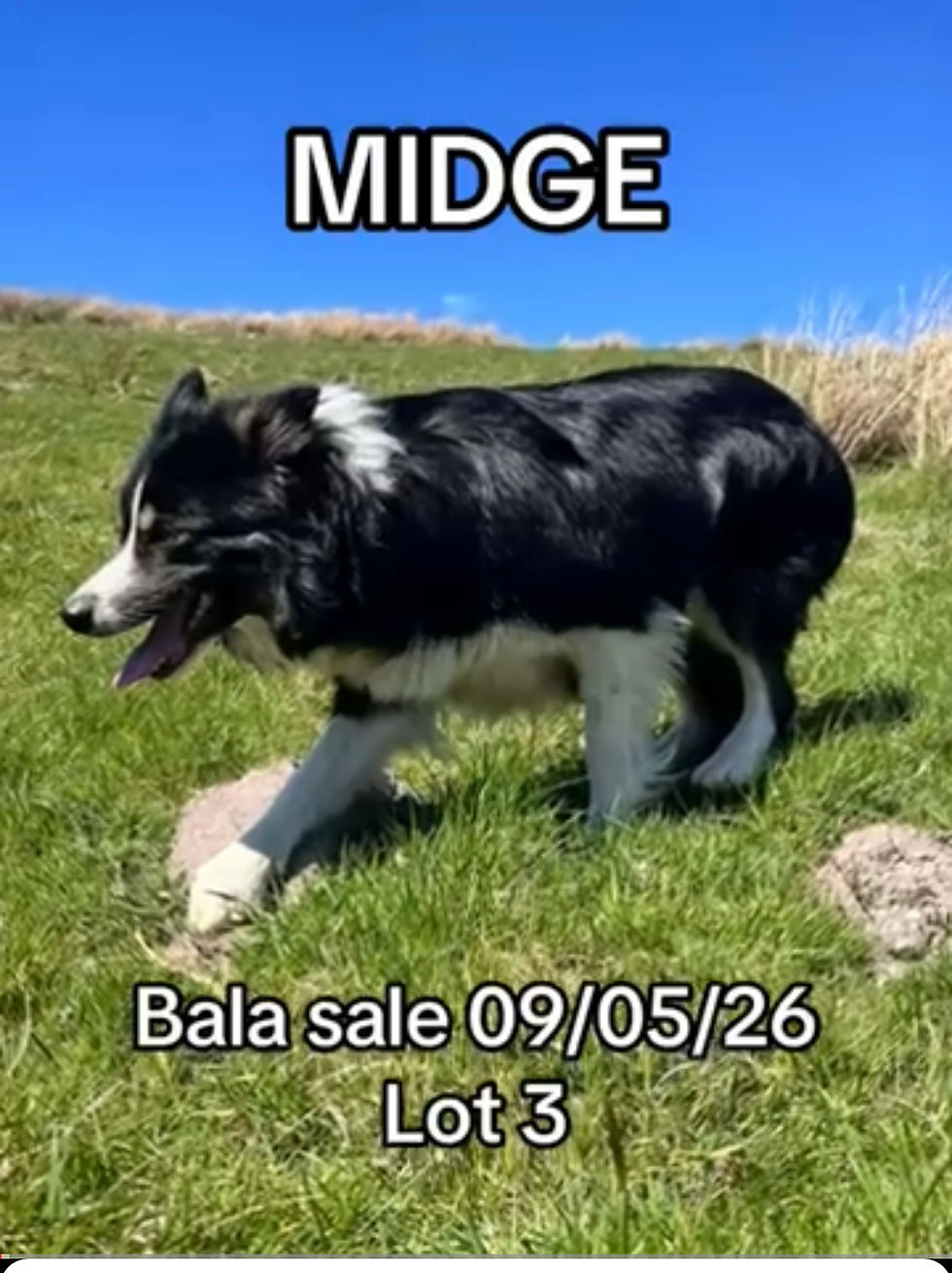 IMG_8373.PNG