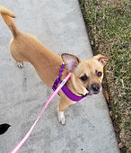Penny