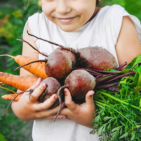 organic homemade vegetables harvest carrots and beets in the hands of a child. Selective f
