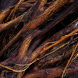 Texture details and asymmetrical pattern of intertwined tree roots. With tones of black, b