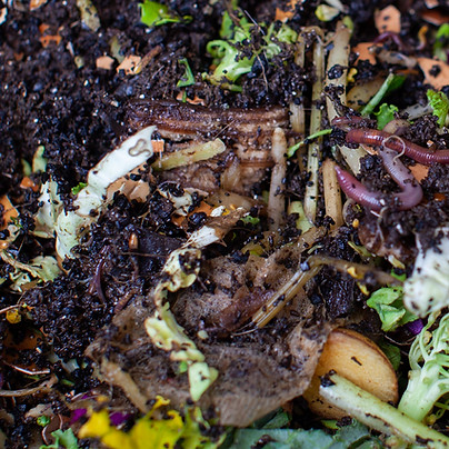 A close up view of worms put into a new feeding tray with fresh food and bedding material