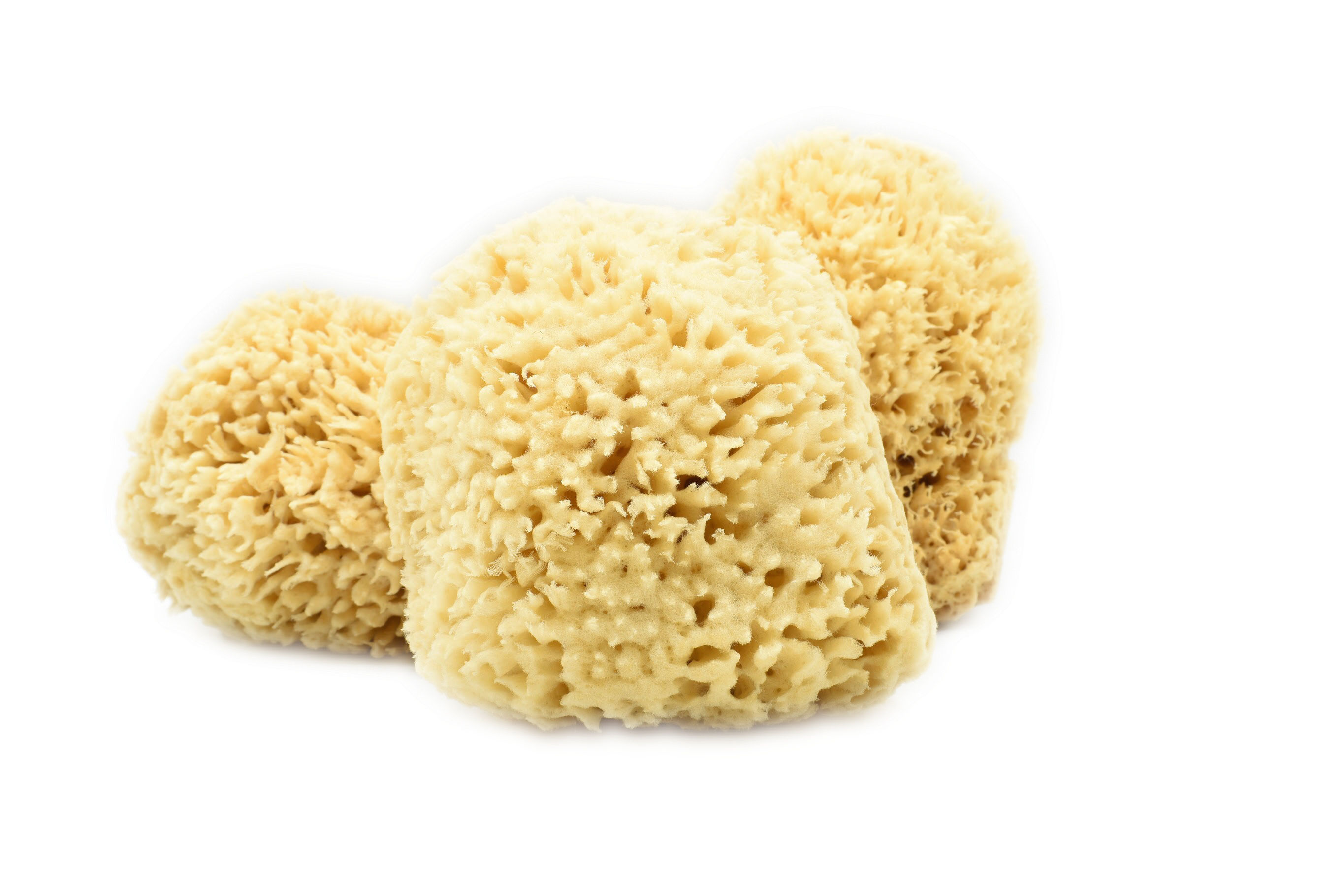Natural Sea Sponge | Premium Sheepswool