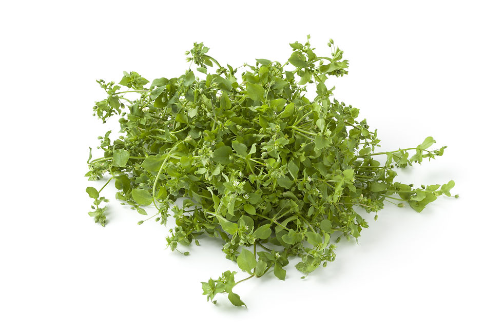 Organic Chickweed