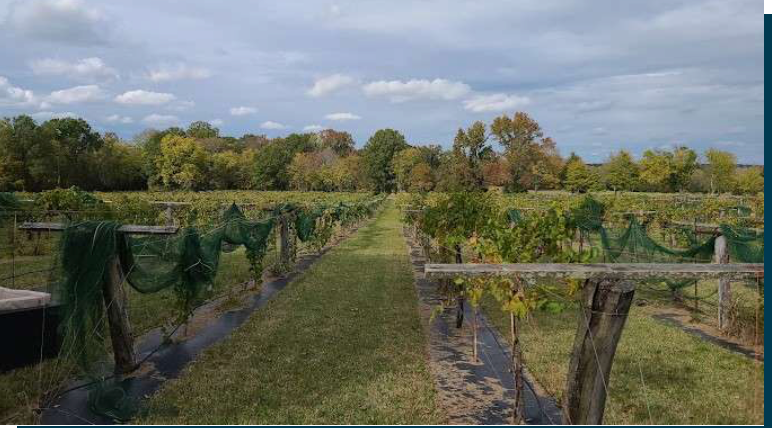 Dover Vineyards in Concord