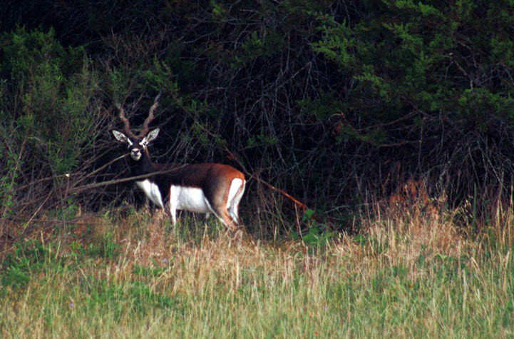 GlenCanon-Ranch-Blackbuck.jpg