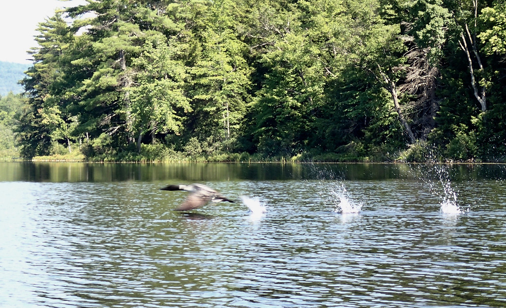 Loon taking flight