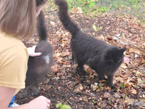 Why Community Cat Caregivers are Essential