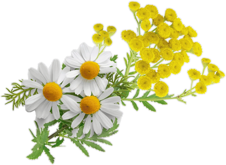Tansy Transparent.png