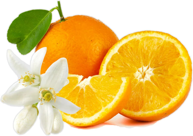 Orange Transparent.png